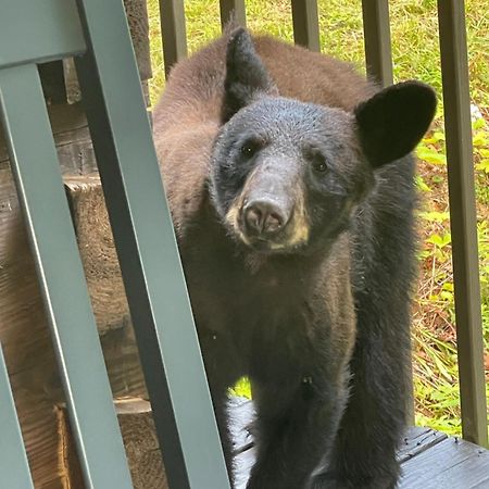Villa Bears Among Us Gatlinburg Esterno foto