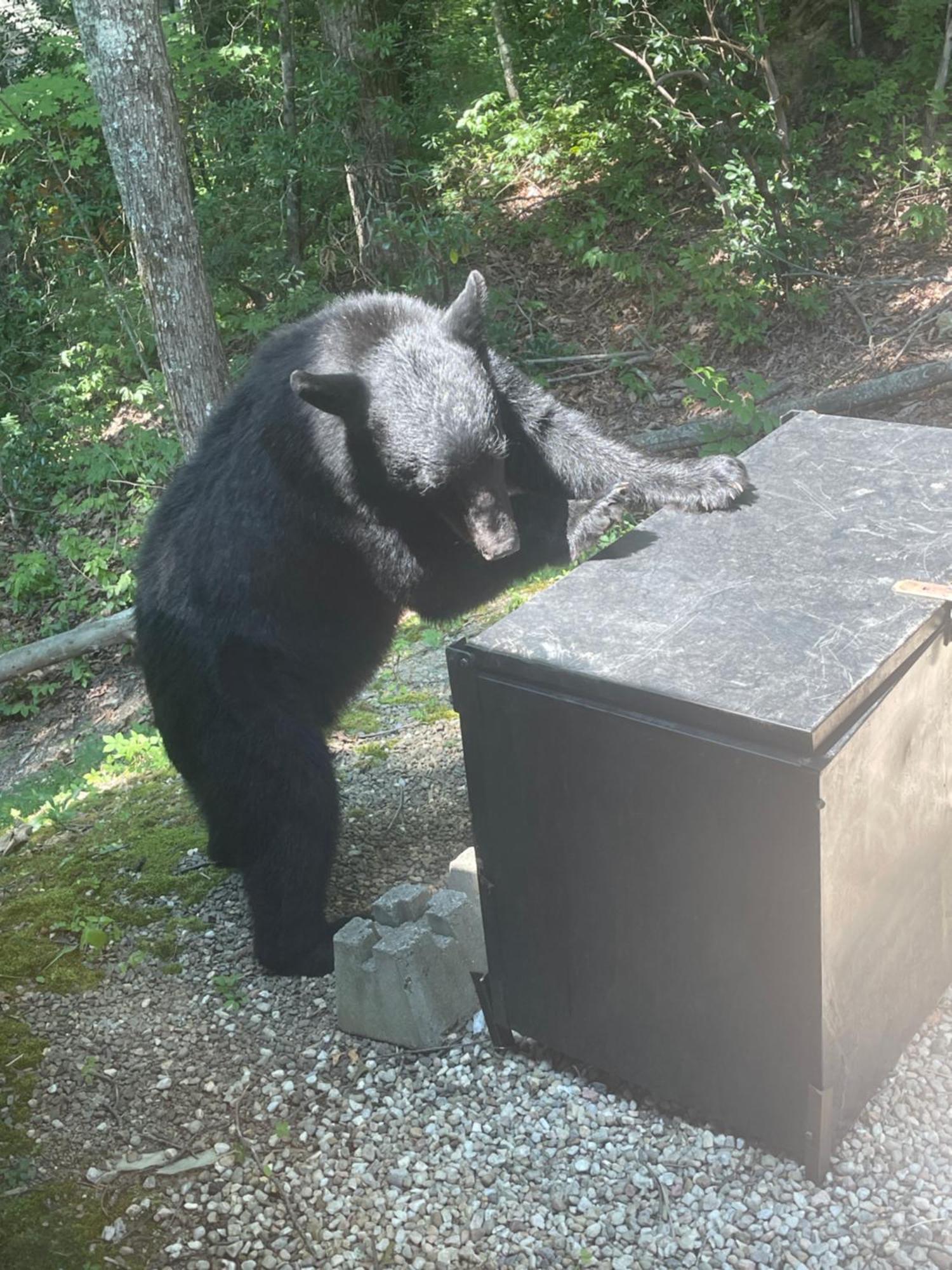 Villa Bears Among Us Gatlinburg Esterno foto
