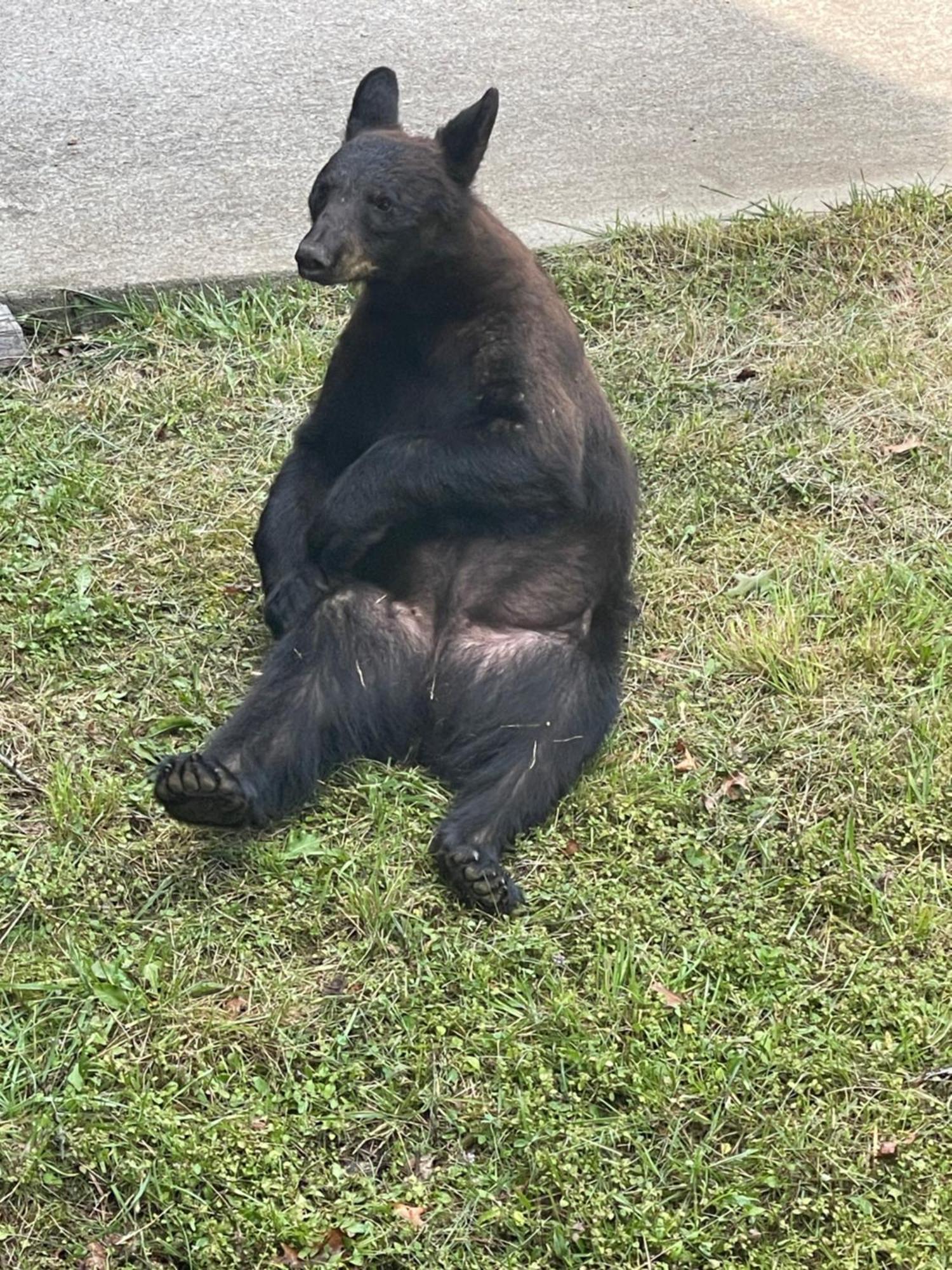 Villa Bears Among Us Gatlinburg Esterno foto