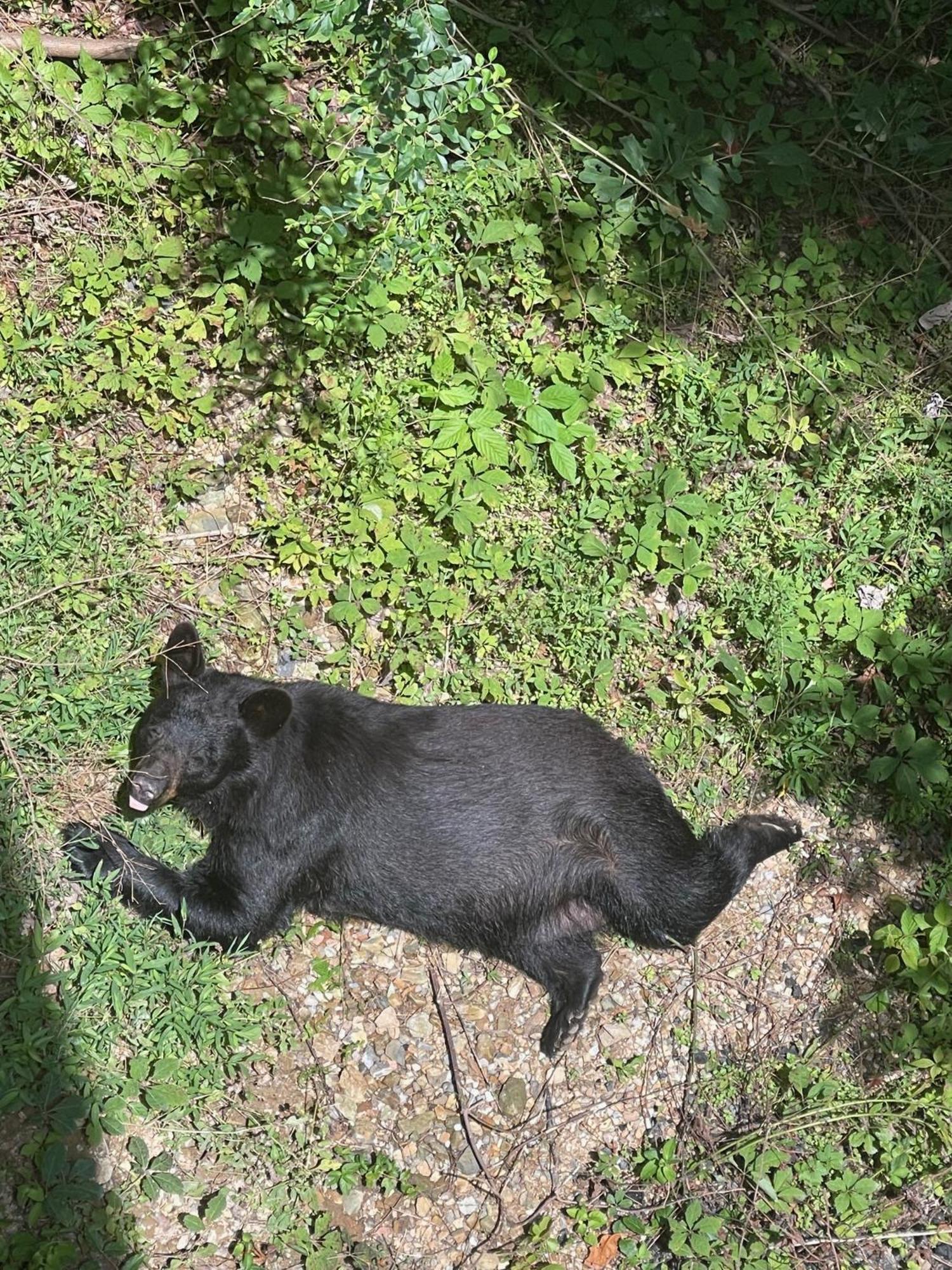 Villa Bears Among Us Gatlinburg Esterno foto